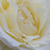 Fehér - Teahibrid rózsa - Iris Honey